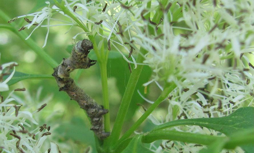 Bruco da ID - Cfr. Phigalia pilosaria